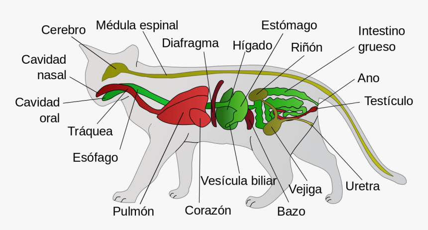 Cat Anatomy, HD Png Download
