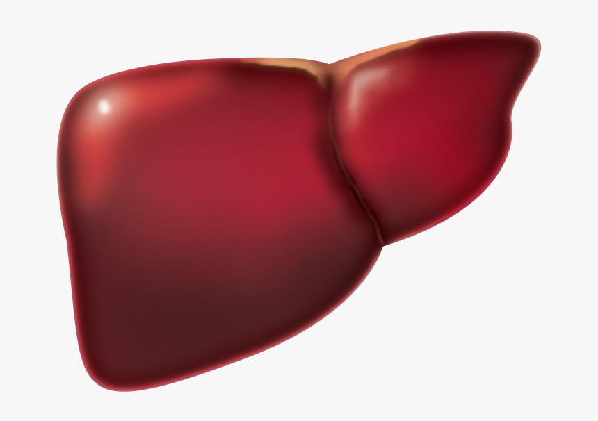 Liver, HD Png Download