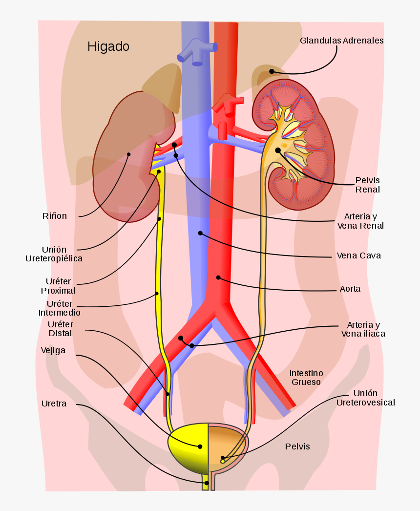 Urinary System Process, HD Png Download