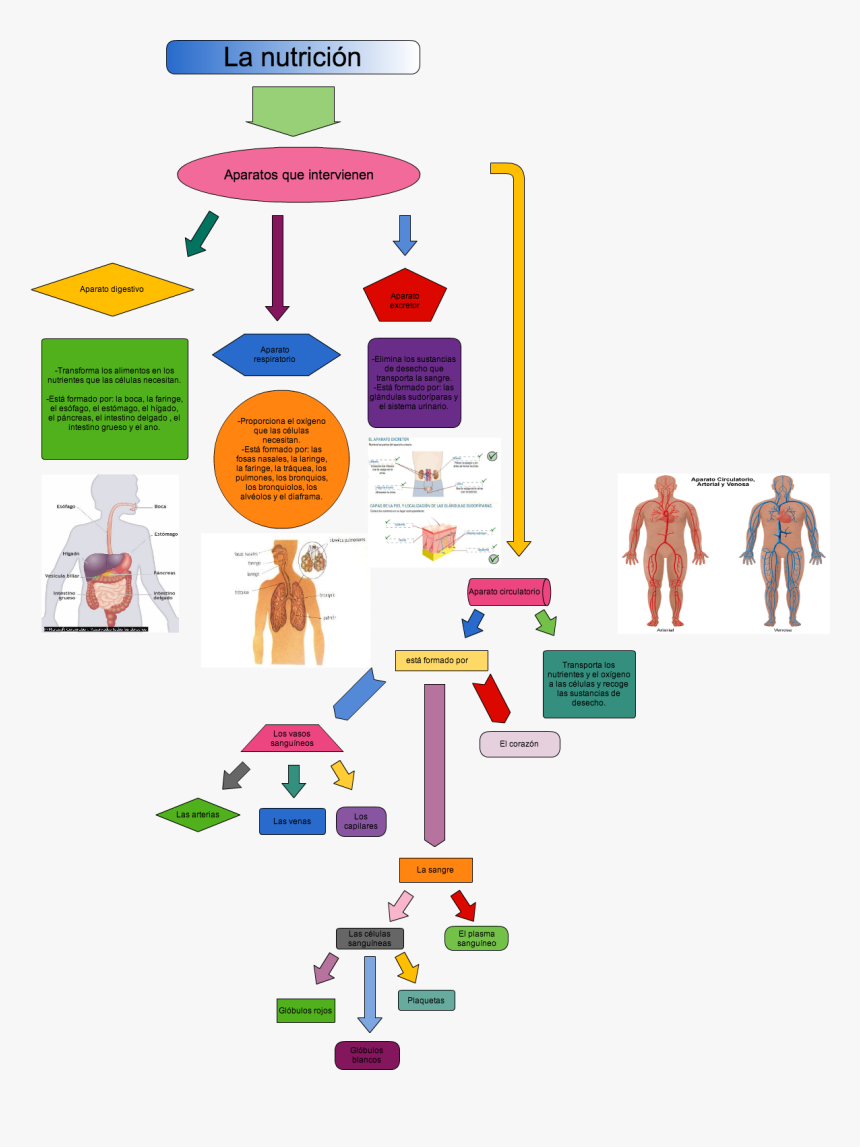 Digestivo Humano Y Sus Partes, HD Png Download