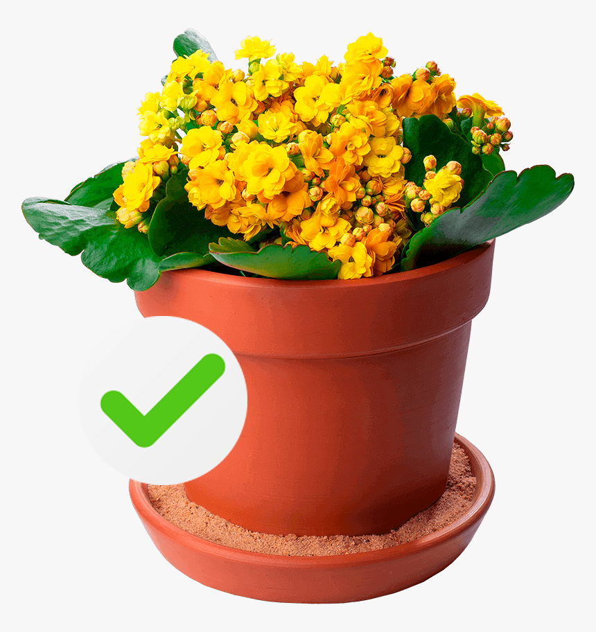 Chrysanths, HD Png Download