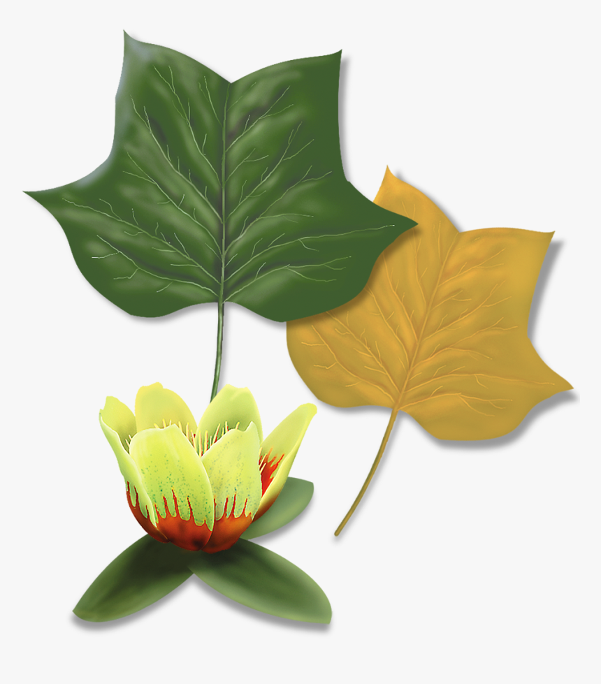 Transparent Tulip Tree Png - Maple Leaf, Png Download