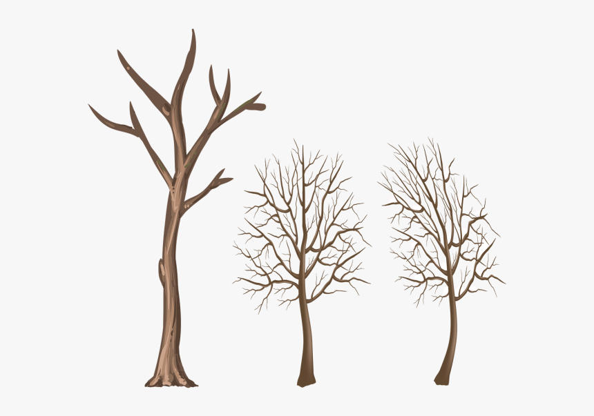 Winter Tree Trunk Png Clipart , Png Download - Branches Of Trees Png, Transparent Png