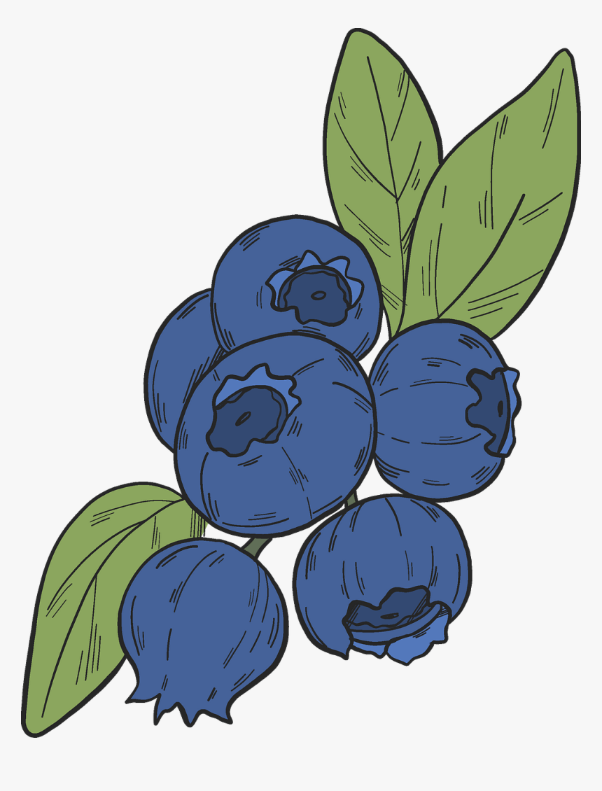 Blueberry Clipart - Seedless Fruit, HD Png Download