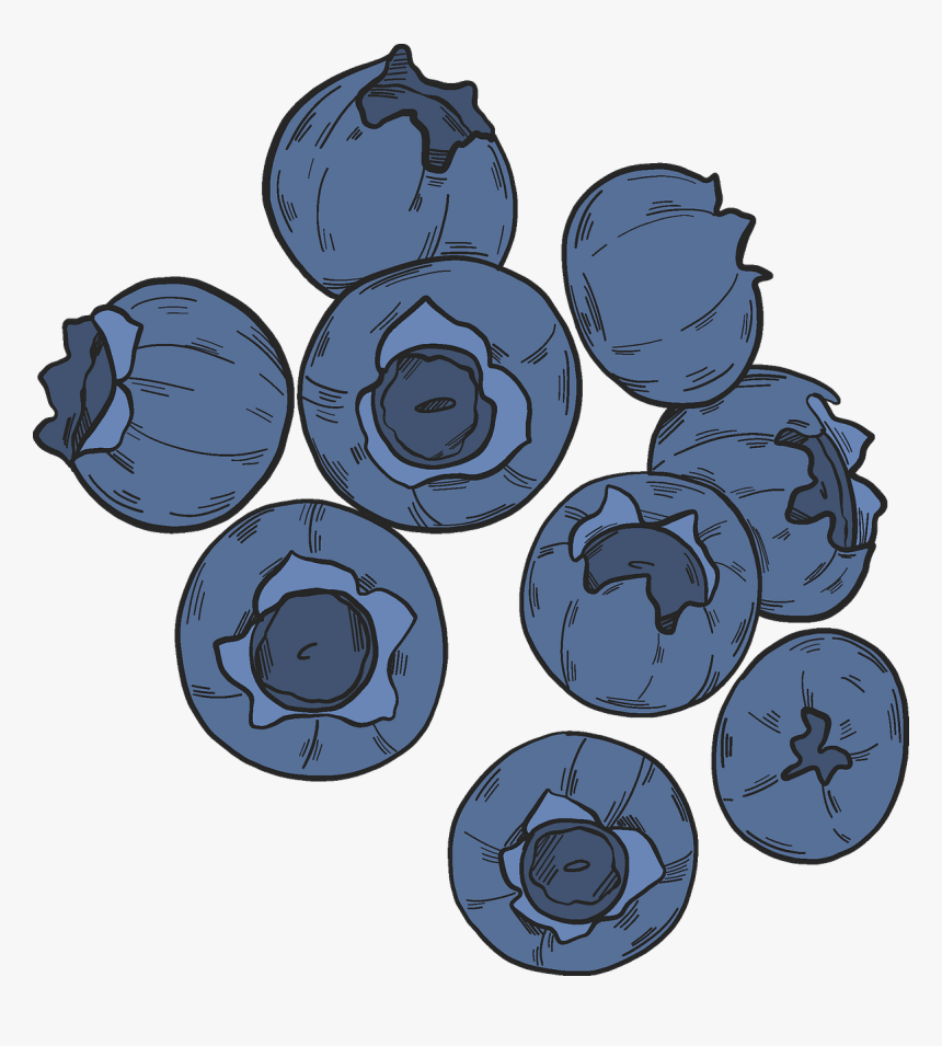 Blueberries Clipart - Blueberry, HD Png Download