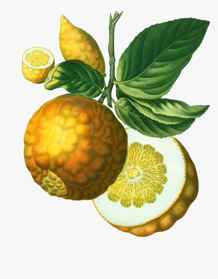 Vintage Lemon Png - Citrus Adam's Apple, Transparent Png