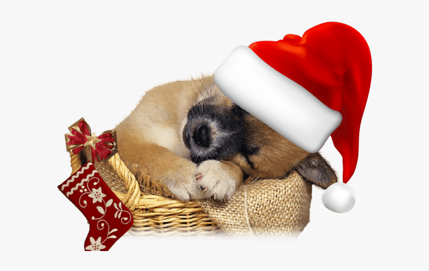Dog Sleeping Transparent Background, HD Png Download