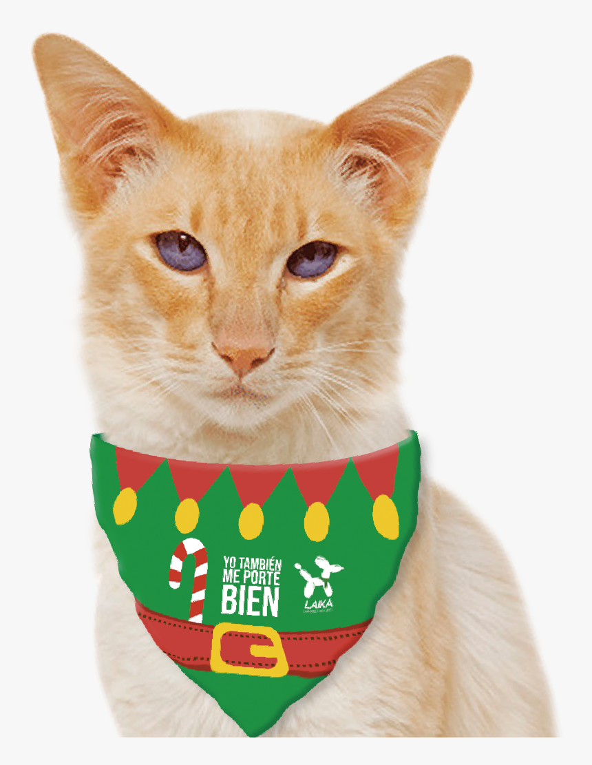 Kitten, HD Png Download