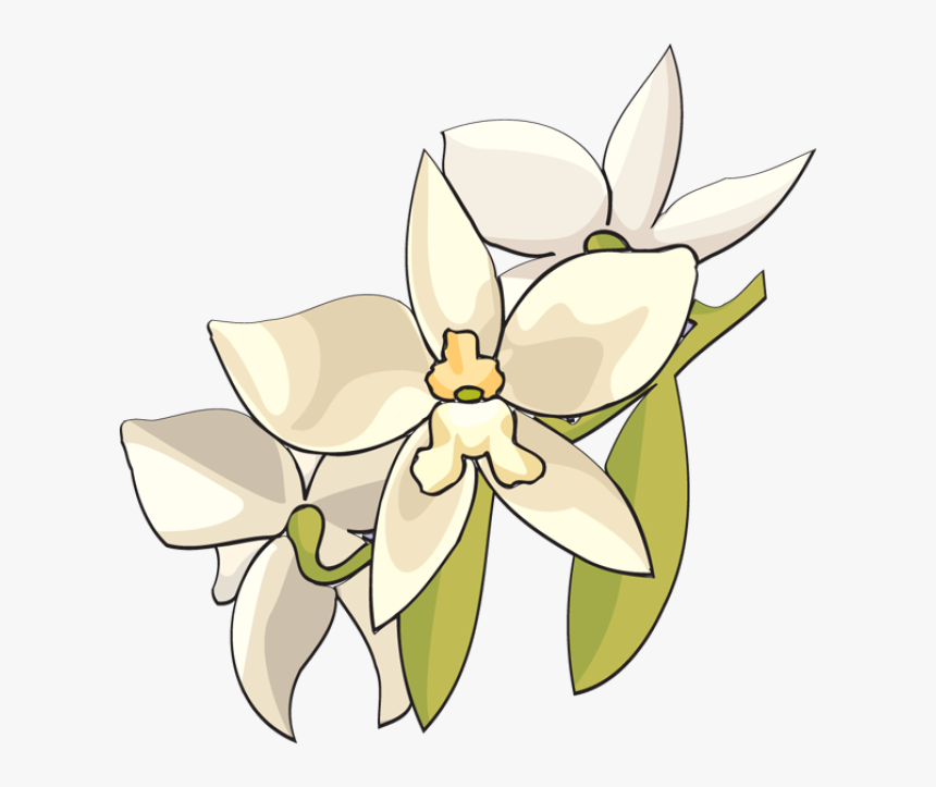 Beautiful Clip Art Of Flowers - Monja Blanca Clipart, HD Png Download