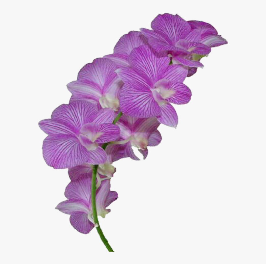 #flor #morado #flowers #flores #flower - Orchid On Transparent Background, HD Png Download