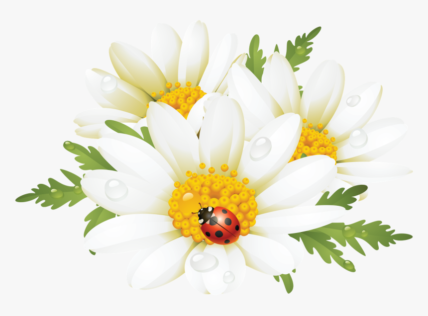 Como La Miel De - Lady Bug And Daisy Clipart, HD Png Download