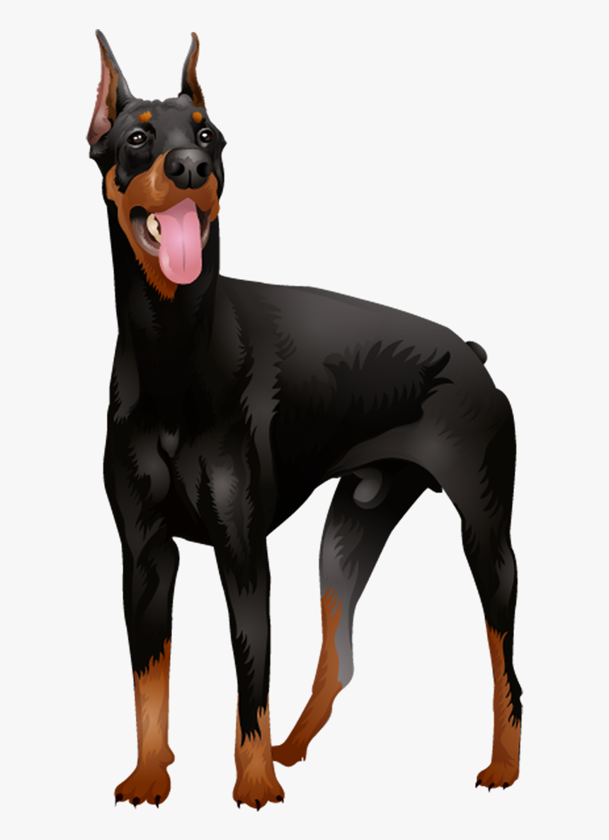 Doberman Vector Wild Dog - Doberman Standing Png, Transparent Png