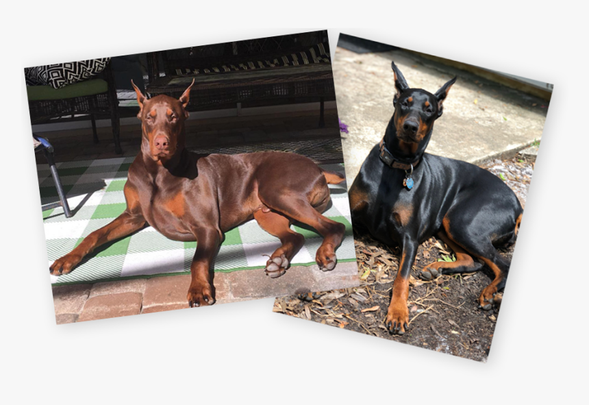 Dobermann, HD Png Download