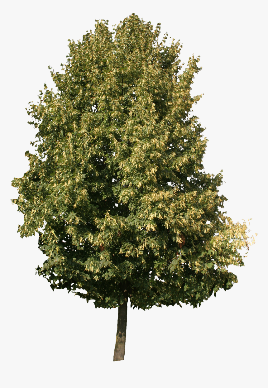 Cool Honey Locust Tree , Png Download - Ash Tree Png, Transparent Png