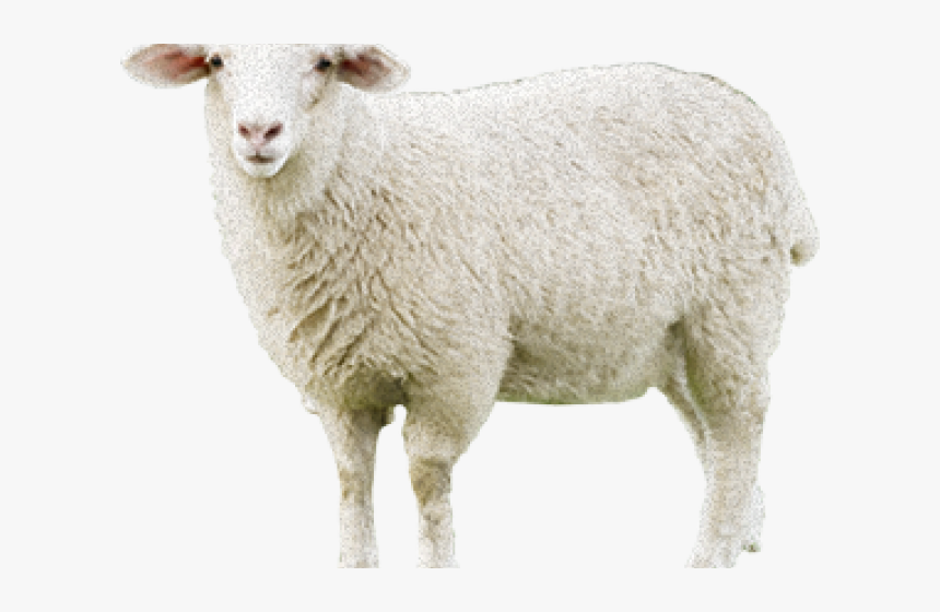 Sheep Png Transparent Images - Sheep, Png Download