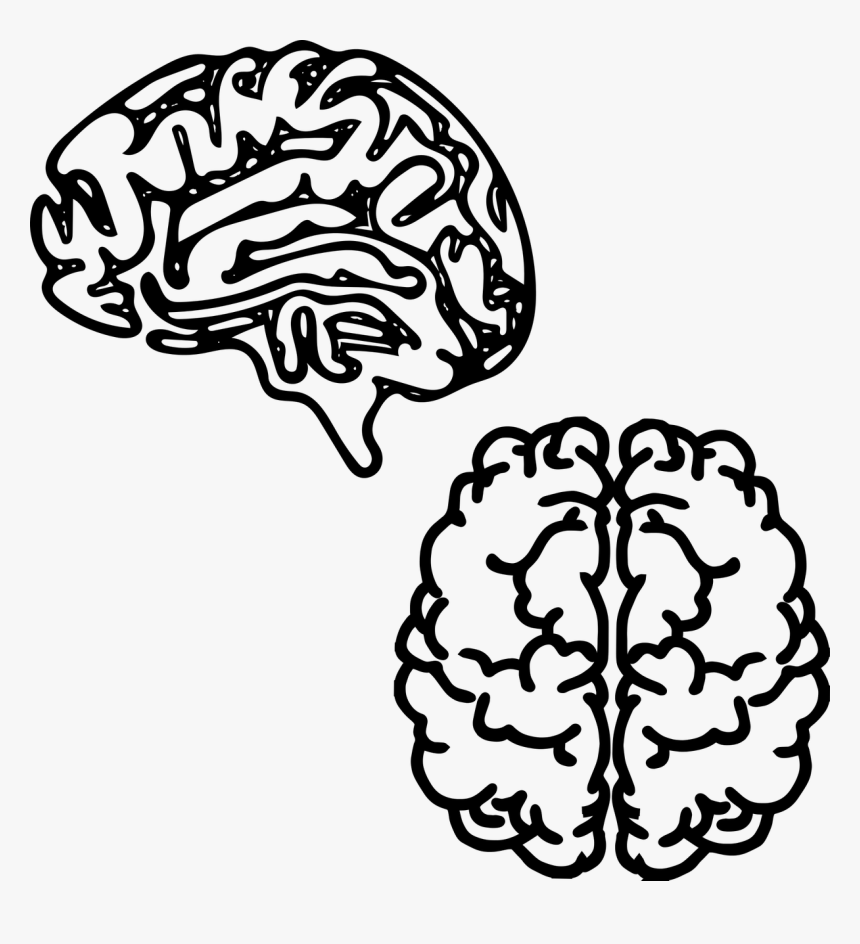 Imagenes De Cerebros Png, Transparent Png