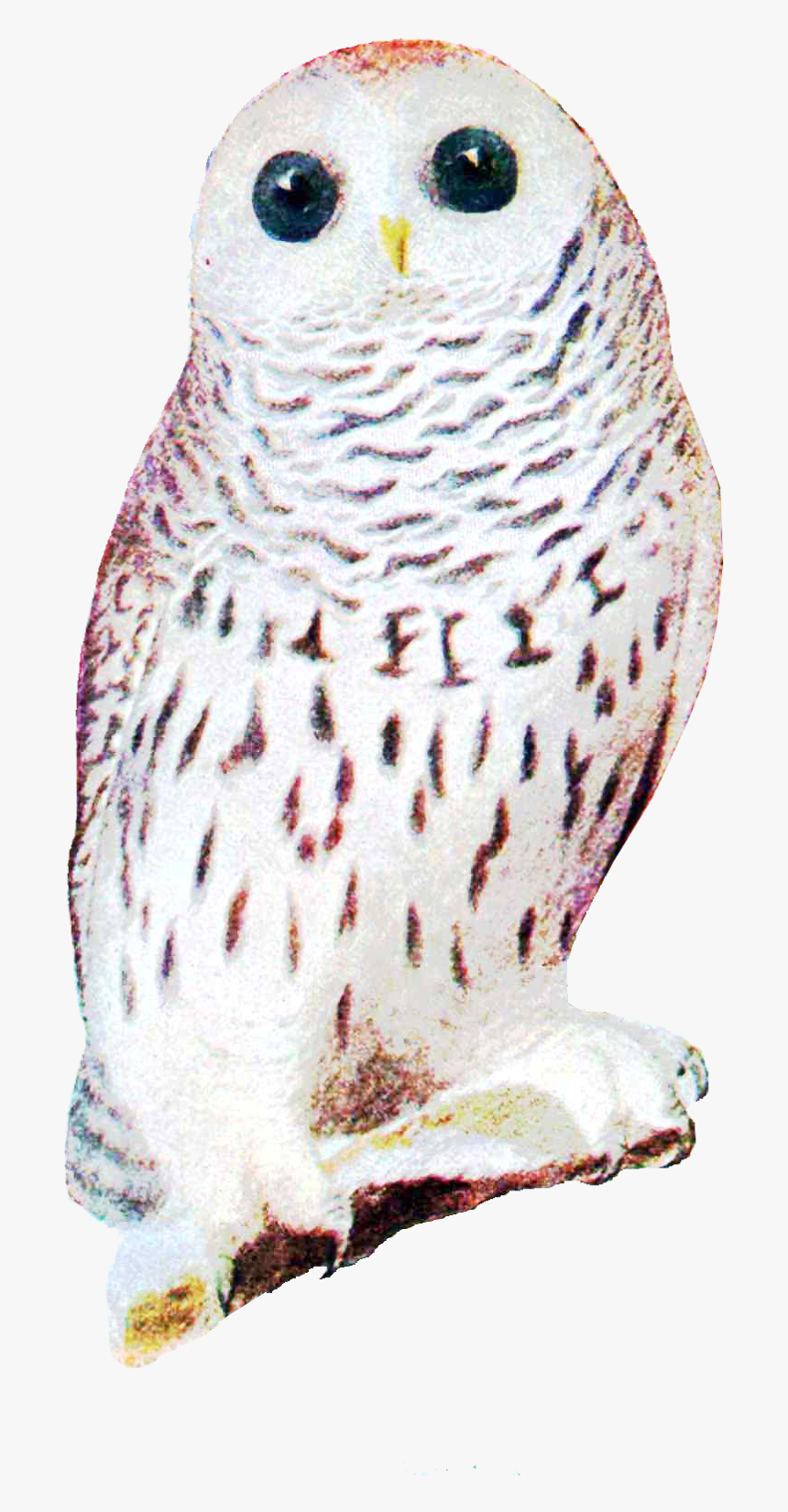 Screech Owl, HD Png Download