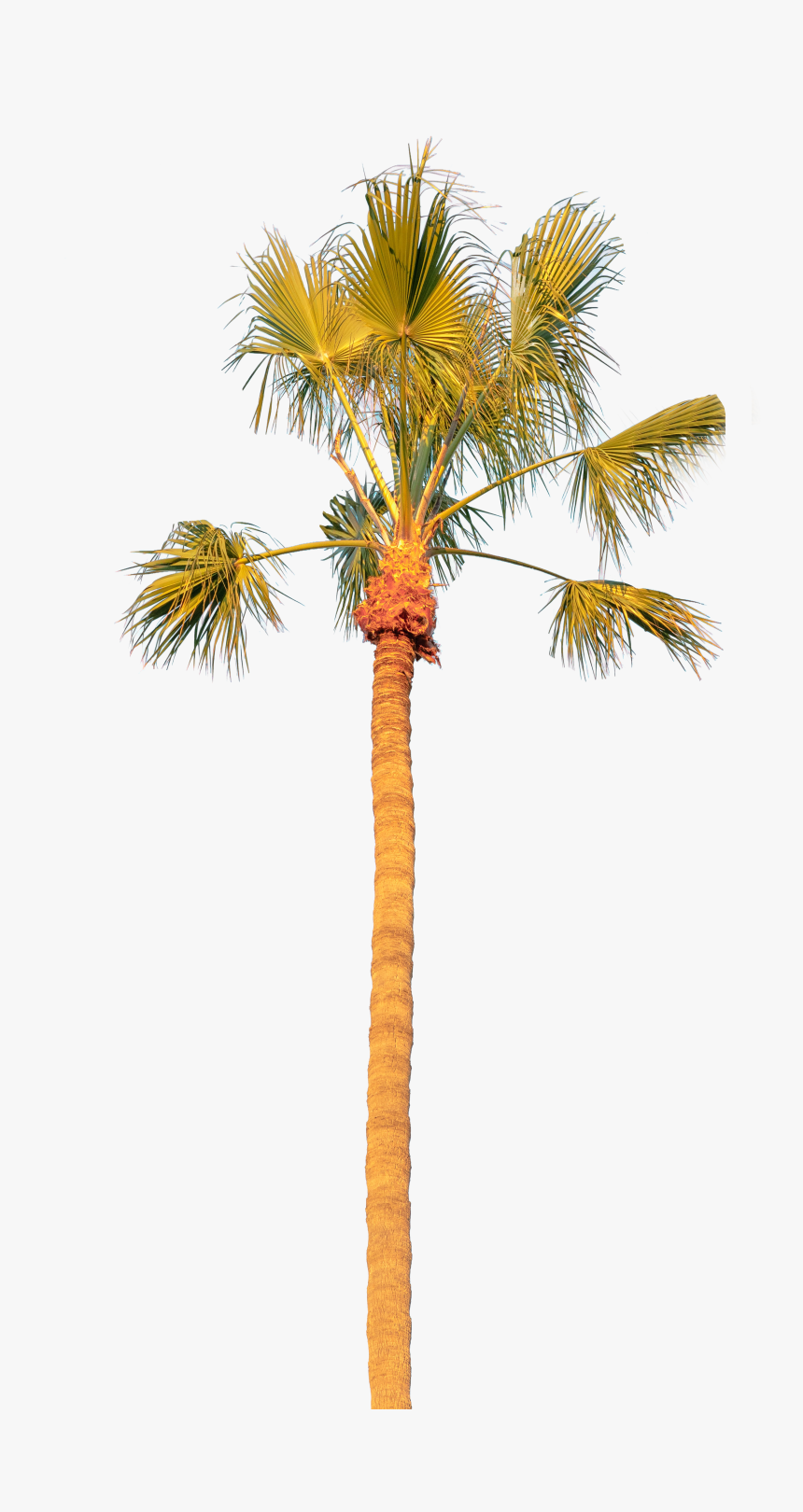 Palm Tree Solo - Borassus Flabellifer, HD Png Download