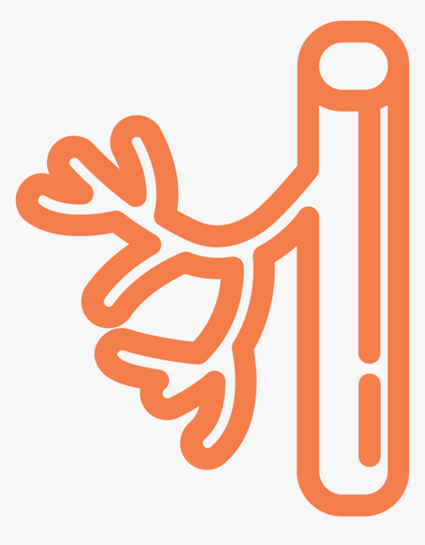 Blood Vessel Ecm Cell Culture Substrates - Blood Vessel Png, Transparent Png