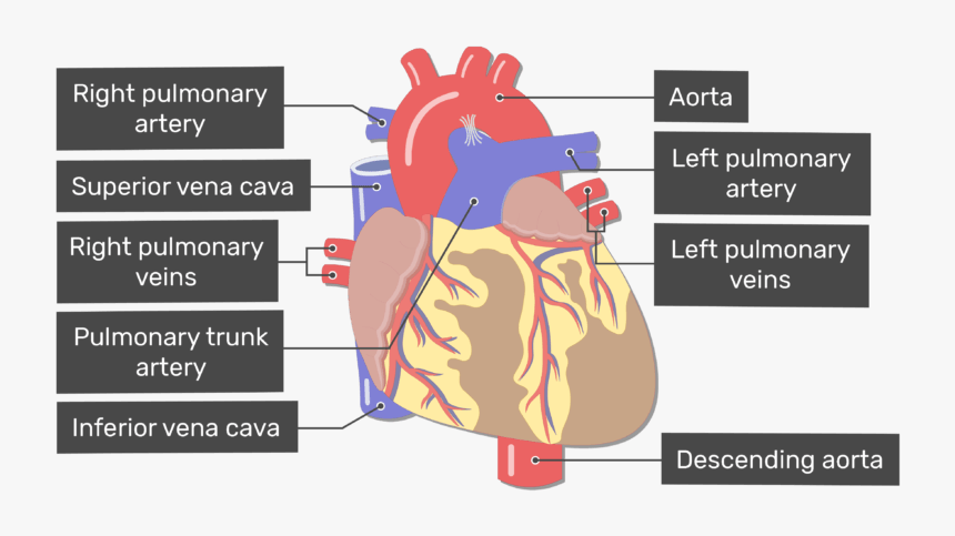 Labelled Image Of The Anterior View Of The Major Blood - Heart Major Blood Vessels, HD Png Download