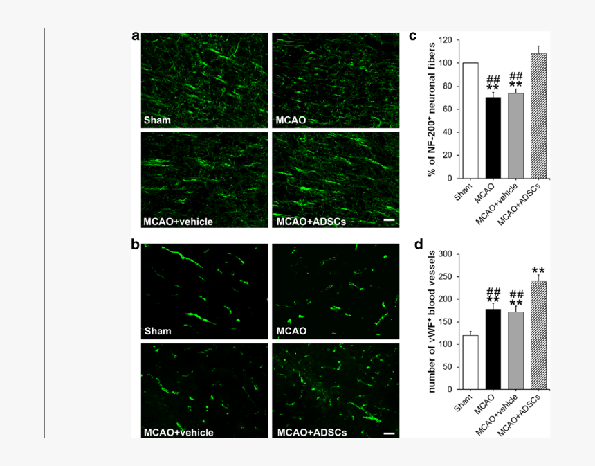 Diagram, HD Png Download