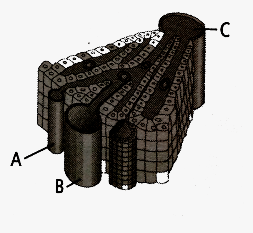 Illustration, HD Png Download