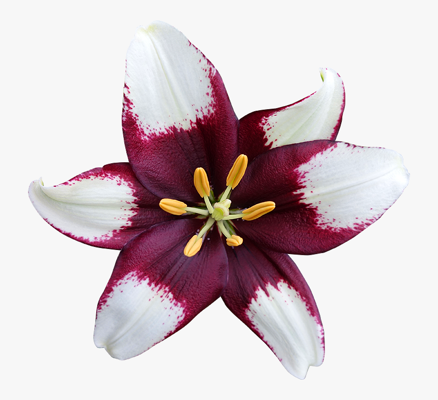 Lys Png 5 » Png Image - Lily, Transparent Png