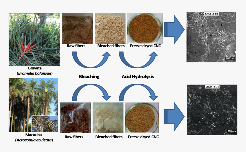 Acrocomia Aculeata, HD Png Download