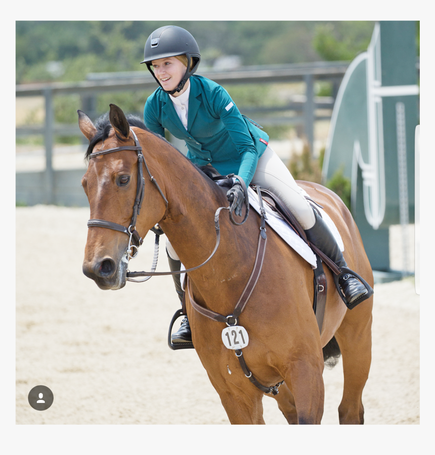 Stallion, HD Png Download