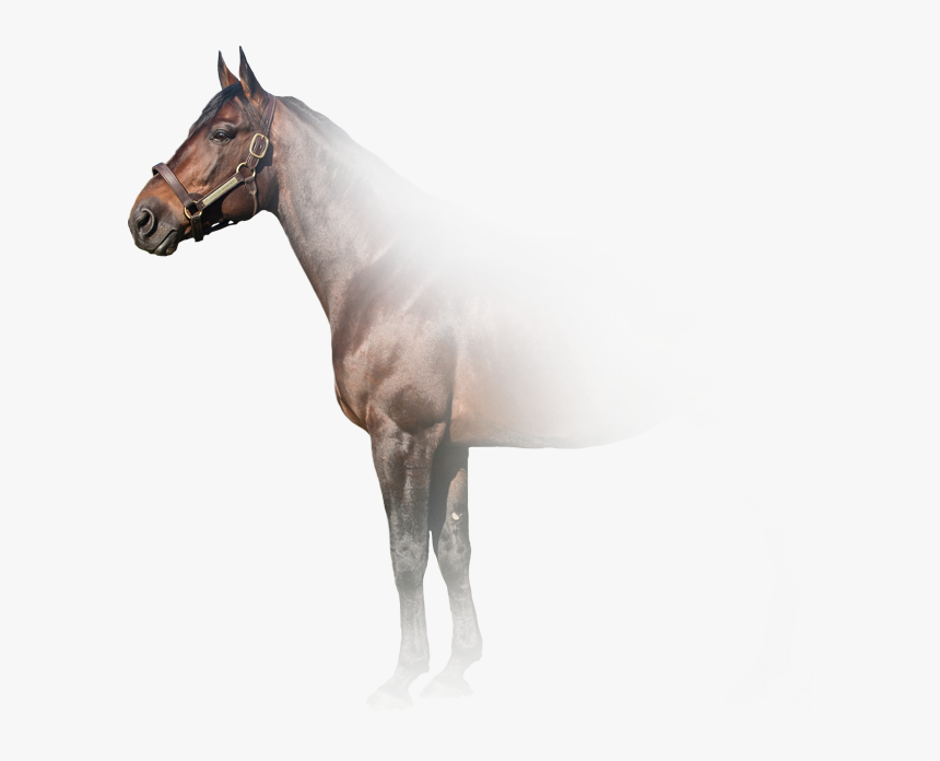 Stallion, HD Png Download