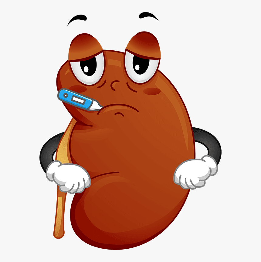 Quality Care Chronic Treatment - Kidney Disease Clipart, HD Png Download