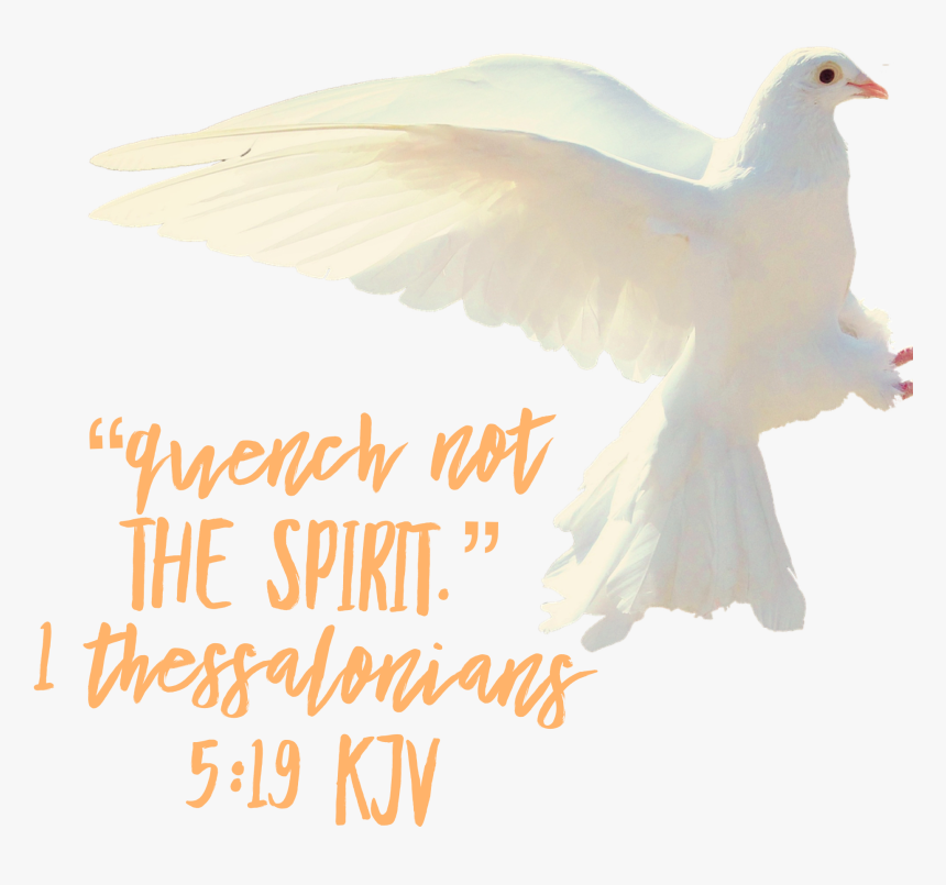 Transparent Holy Spirit Dove Png, Png Download
