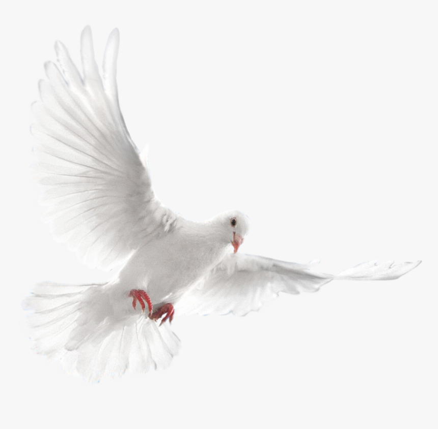 White Dove , Png Download, Transparent Png