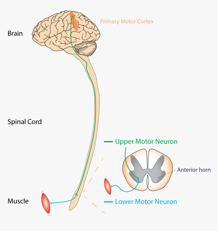 Umn Vs Lmn, HD Png Download