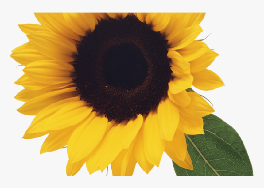 Tournesol Flowers Clip Art, Flowers, Leaf Clipart, HD Png Download