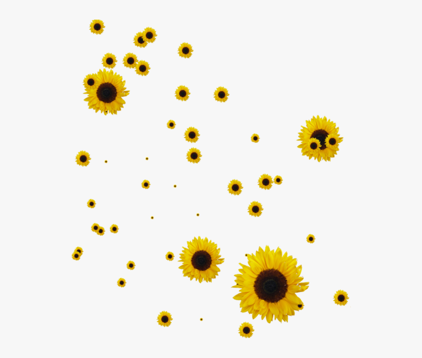 Sunflower Png, Transparent Png