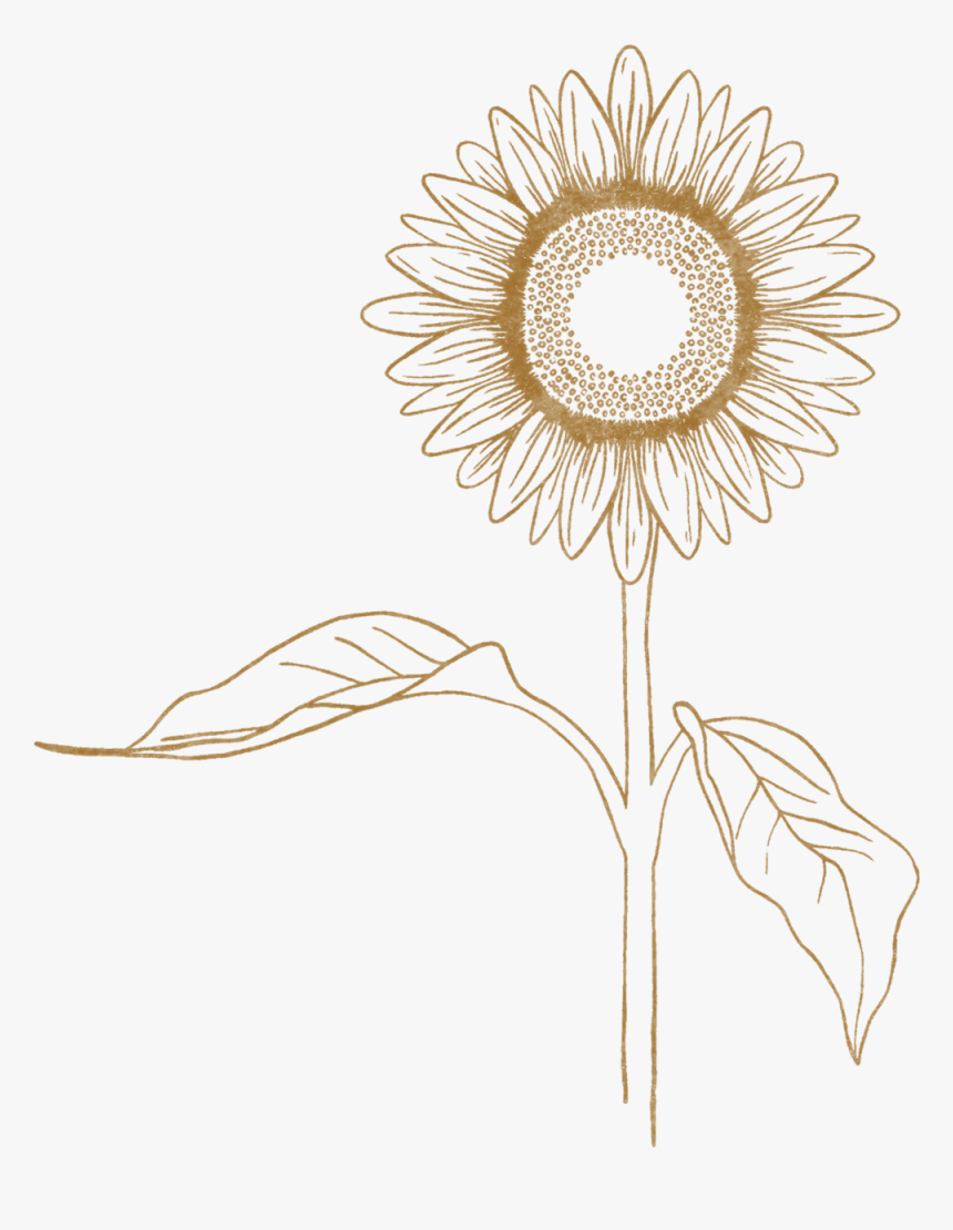 Sunflower, HD Png Download