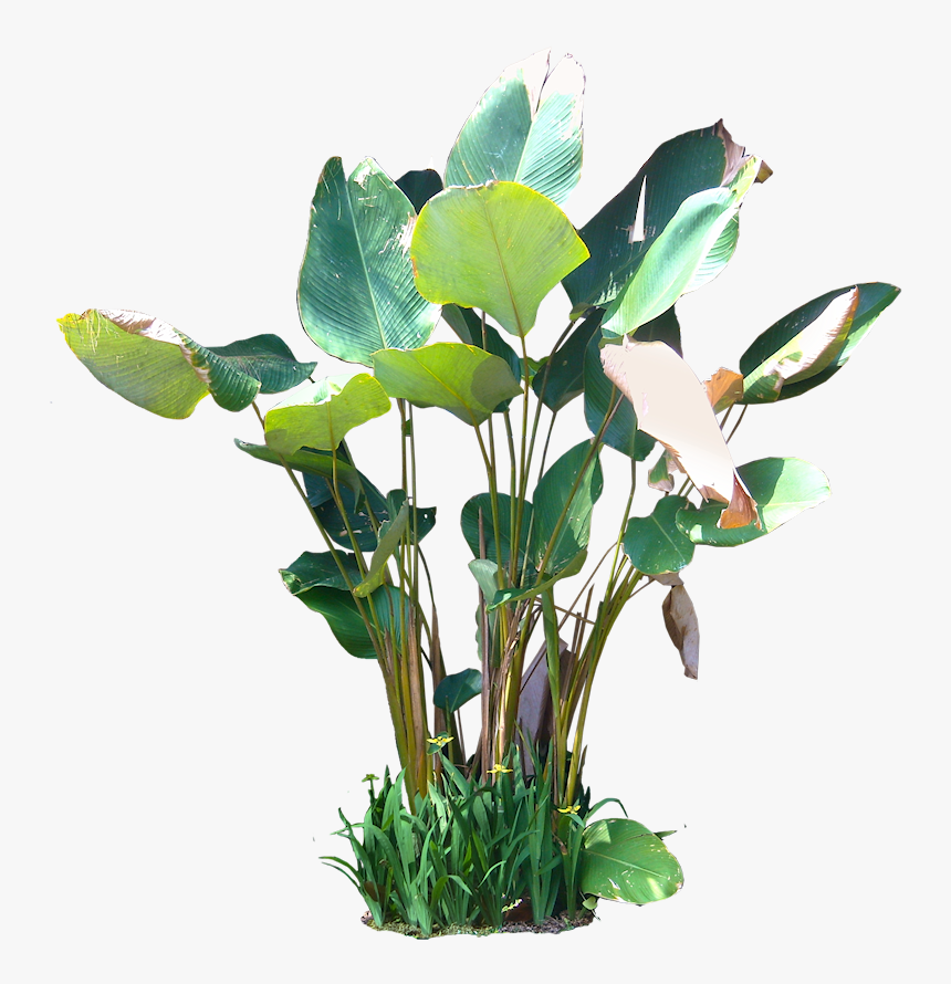 Tropical Plants Png, Transparent Png