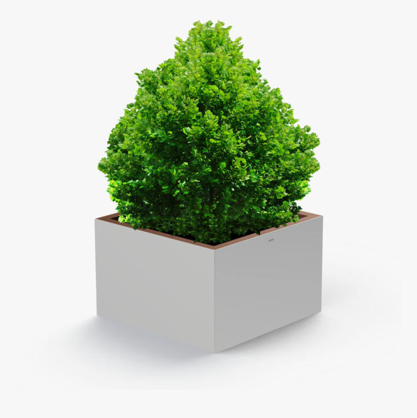 Transparent Tree Bush Png, Png Download