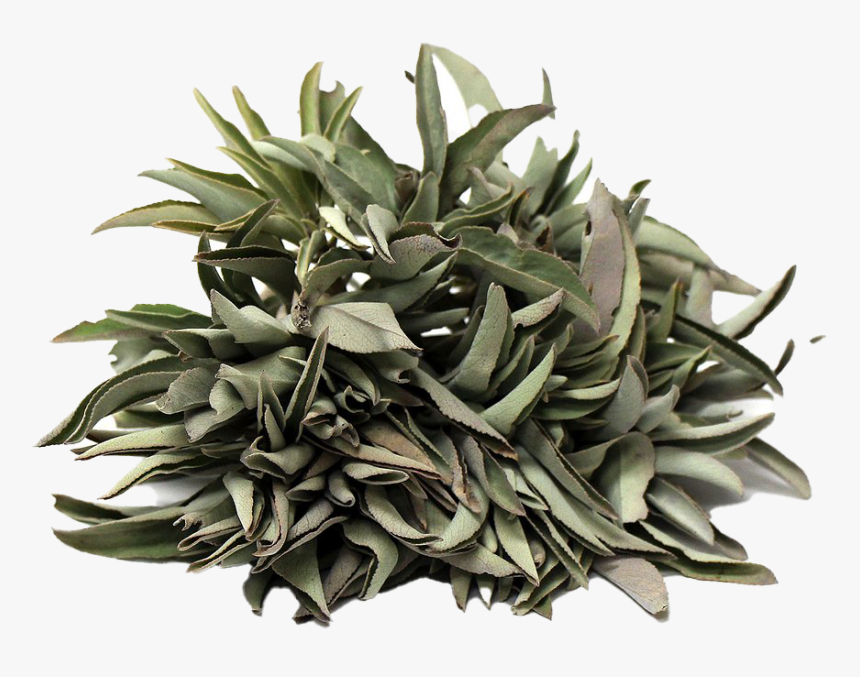 Mexican Bush Sage Png Clipart, Transparent Png