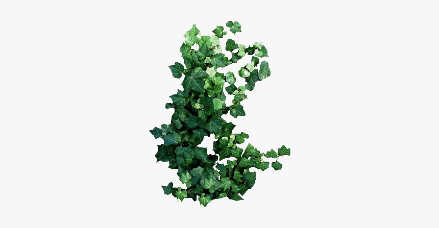 #other #sticker #xmilkirill #kirill Molochko #png #plants, Transparent Png