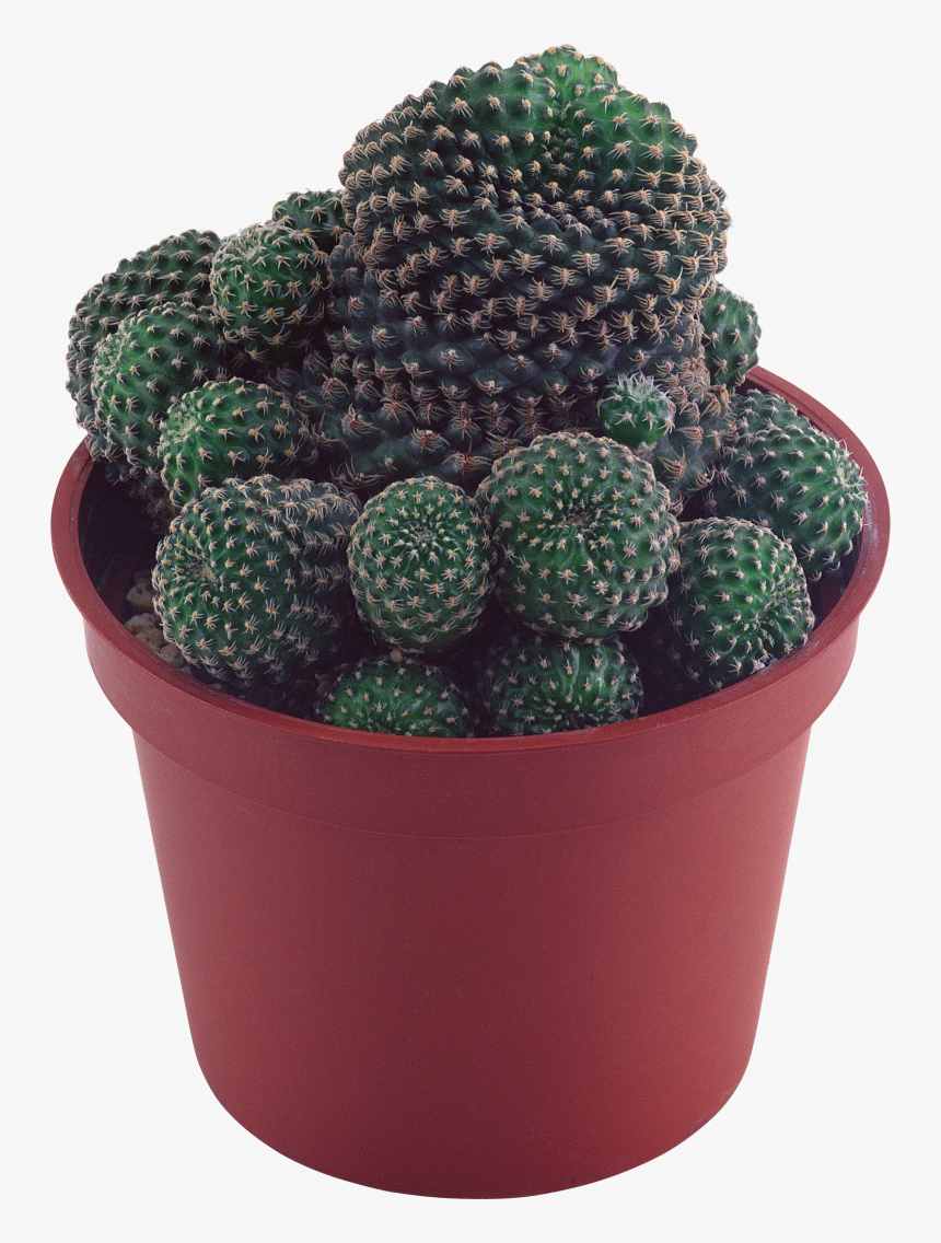 Cactus Png, Transparent Png