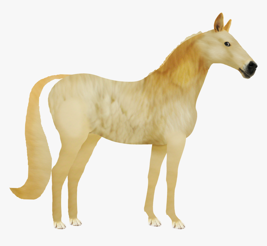 Doge Png, Transparent Png