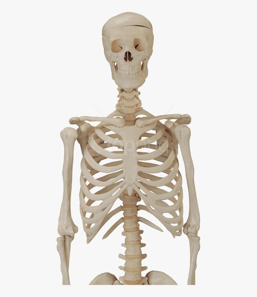 Free Png Download Skeleton, Skull Png Images Background, Transparent Png