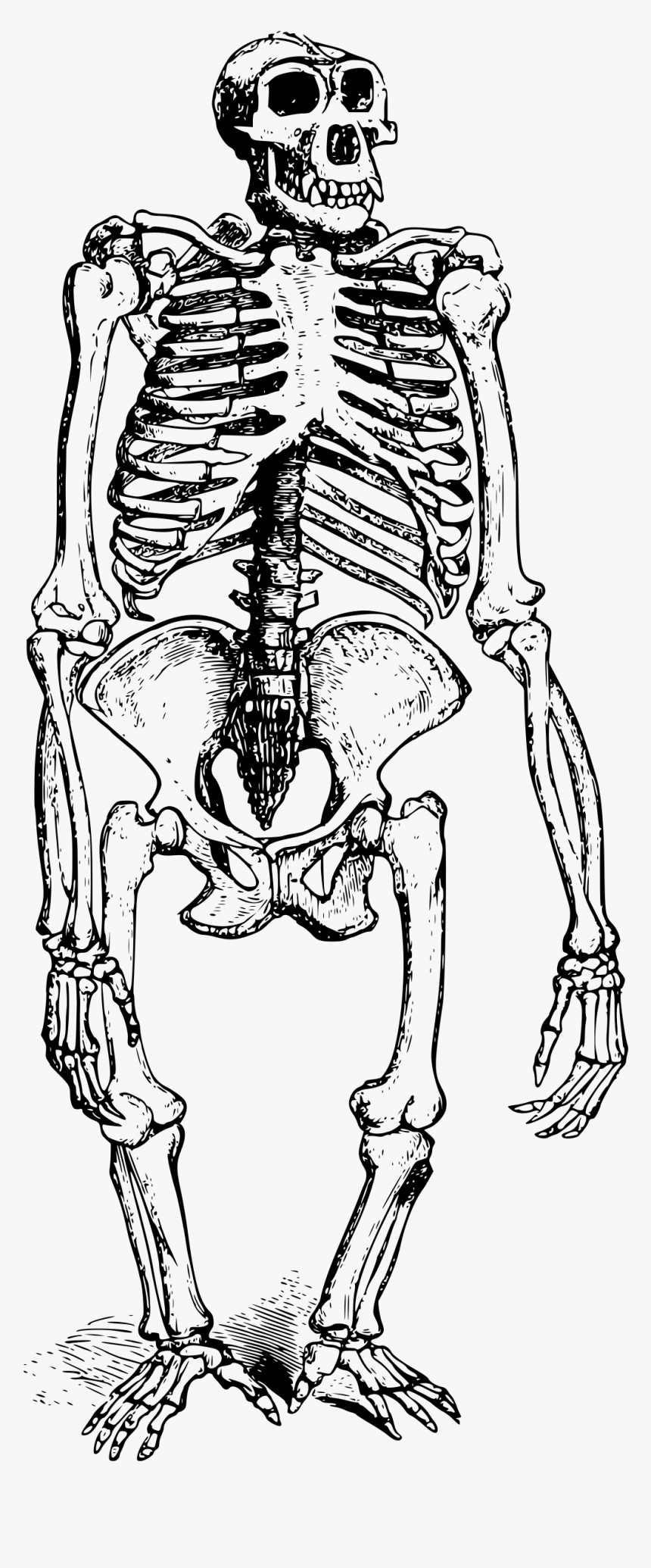 Gorilla Skeleton Clip Arts, HD Png Download
