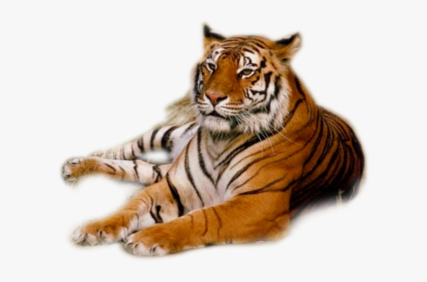 Tiger Png, Transparent Png