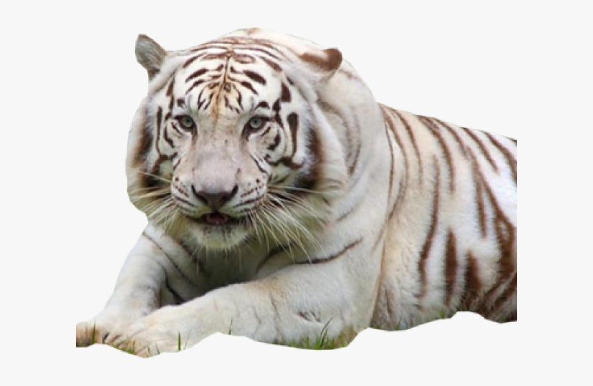 White Tiger Png Transparent Images, Png Download
