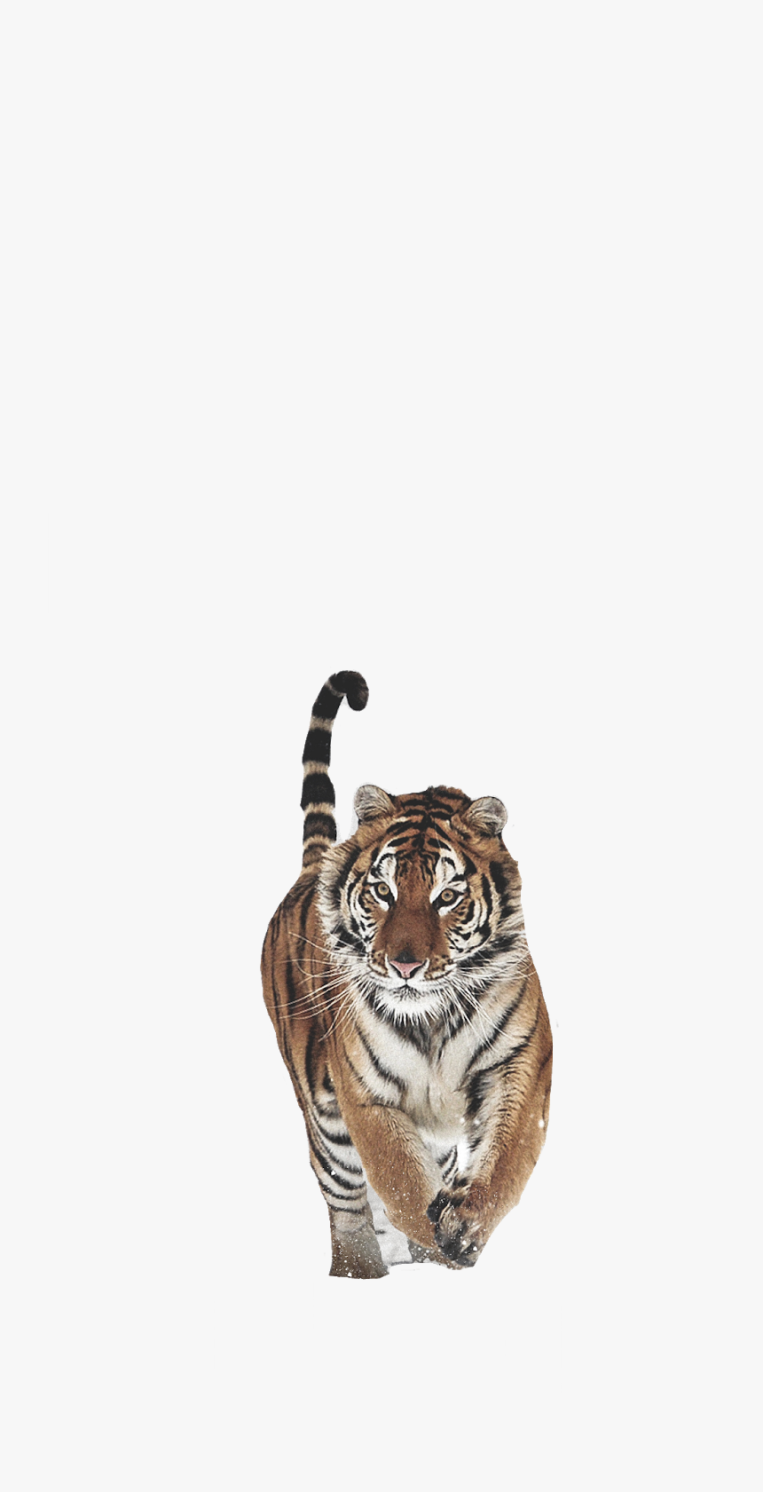 Tiger Png, Transparent Png