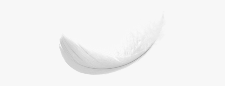 Feather Png, Transparent Png
