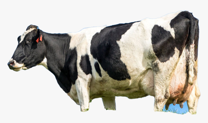 Cow, HD Png Download